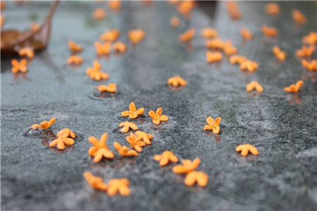 廣東自考本科學歷可以考公務員嗎？